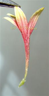  Peripheral Disc Floret